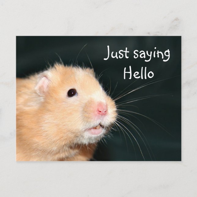 Carte Postale Bonjour hamster (Devant)