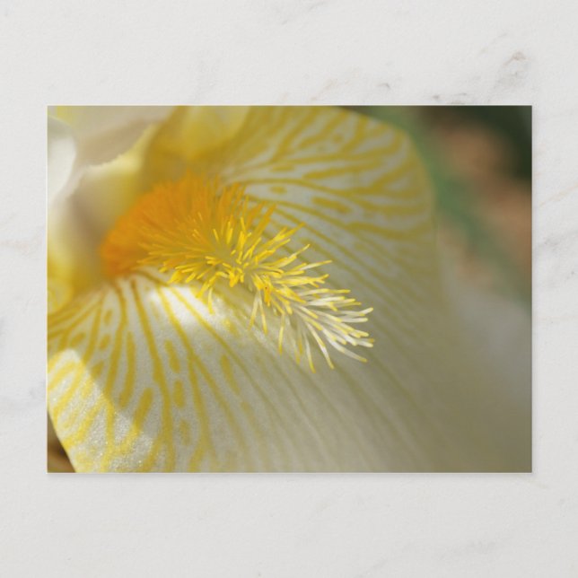 Carte Postale Bonjour, Iris ! (Devant)