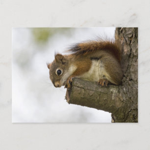 Carte Postale Bonjour Là-Bas