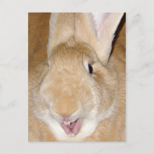 Carte Postale Bonjour lapin