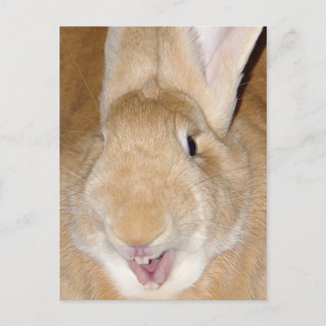 Carte Postale Bonjour lapin (Devant)