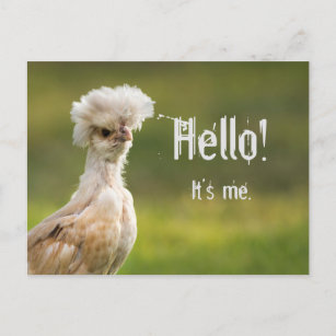 Cartes Postales Drole D Humour De Bonjour Originales Zazzle Fr