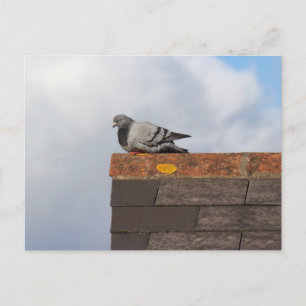 Carte Postale Bonjour Pigeon