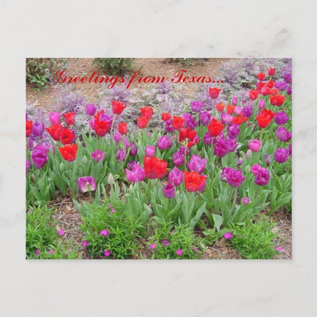 Carte Postale Bonjour RED TeXaS (Devant)