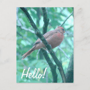 Carte Postale Bonjour ! Salut cardinal sur Branche