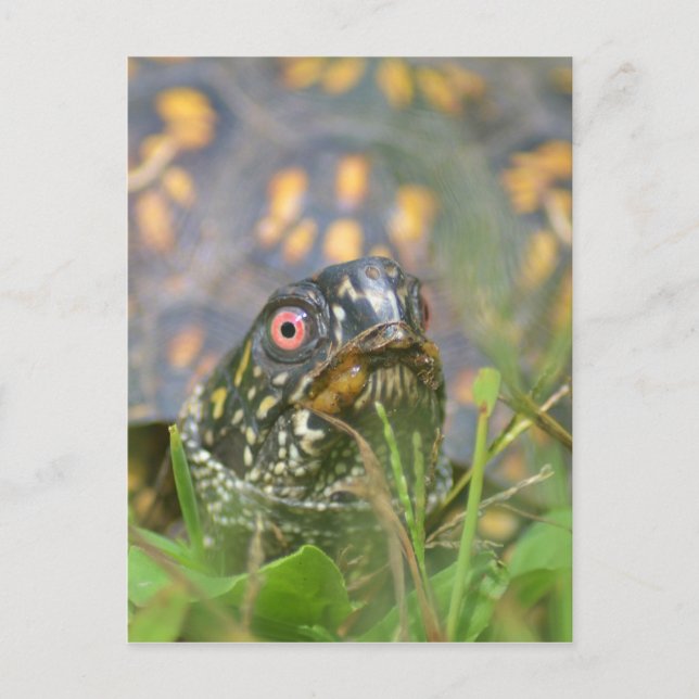 Carte Postale Bonjour ! Tortue curieuse (Devant)