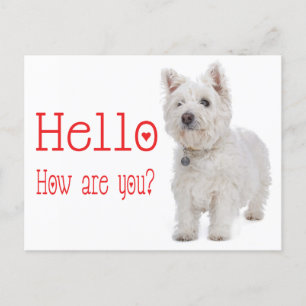 Carte Postale Bonjour White West Highland Terrier Chien chiot