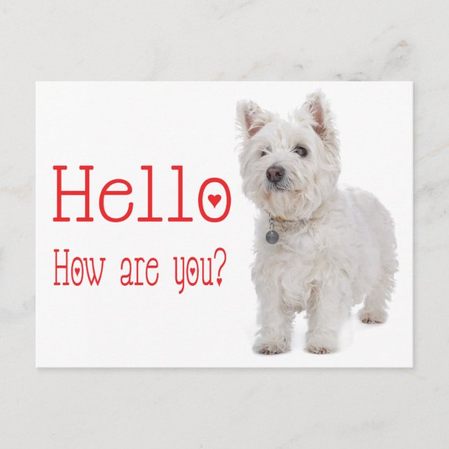 Carte Postale Bonjour White West Highland Terrier Chien chiot (Devant)