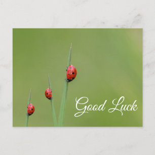 Carte Postale Bonne chance avec les coccinelles mignonnes ! cart