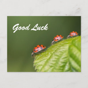 Carte Postale Bonne chance avec les coccinelles mignonnes ! cart