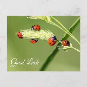 Carte Postale Bonne chance avec les petites coccinelles mignonne