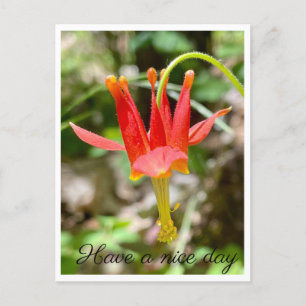 Carte Postale Bonne journée