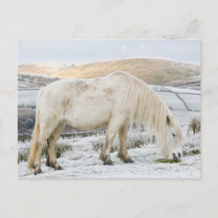 Carte Postale Bonnet blanc sur la Mer en hiver