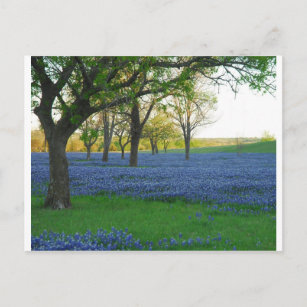 Carte Postale Bonnets bleus du Texas