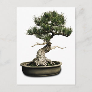 Carte Postale Bonsai