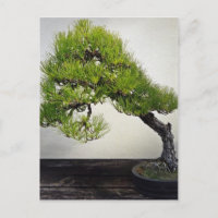 Bonsai de pin noir japonais