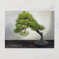 Bonsai de pin noir japonais