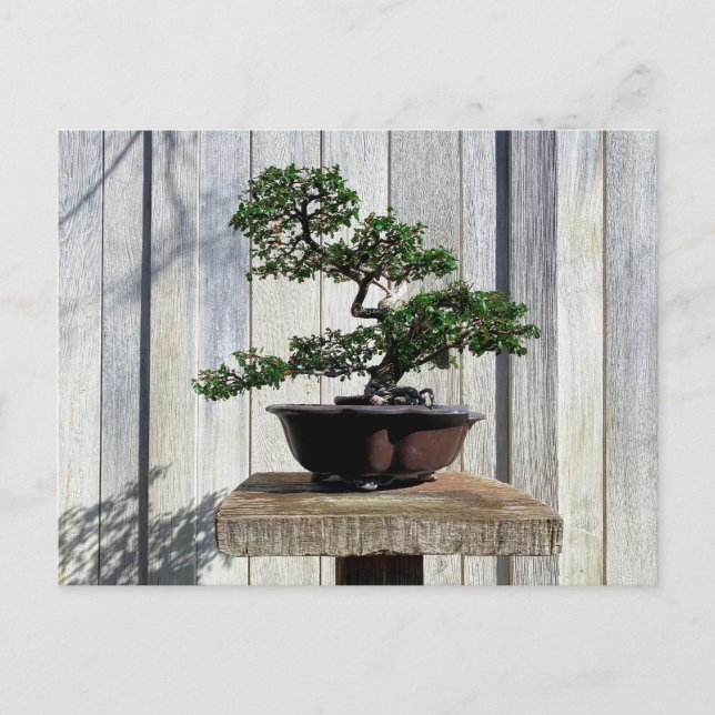 Carte Postale Bonsai japonais (Devant)