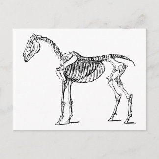 Carte Postale Bony Horse