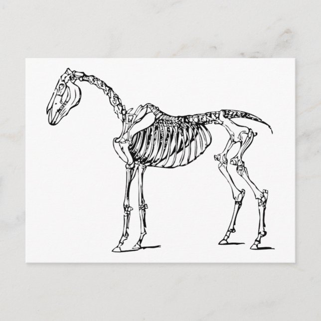 Carte Postale Bony Horse (Devant)