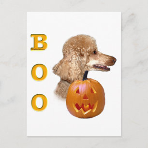 Carte Postale Boo de caniche recouvert d'abricot