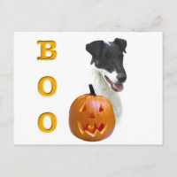 Boo Terrier de renard lisse
