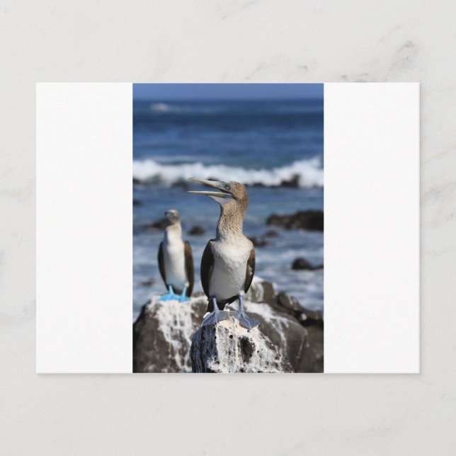 Carte Postale Boobies à pieds bleus Galapagos (Devant)
