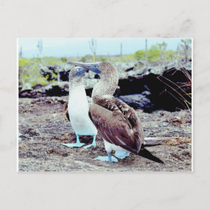 Carte Postale Boobies aux pieds bleus, îles Galapagos