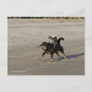 Carte Postale Booger, Kitty et Mousey sur la plage