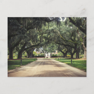 Carte Postale Boone Hall Oaks