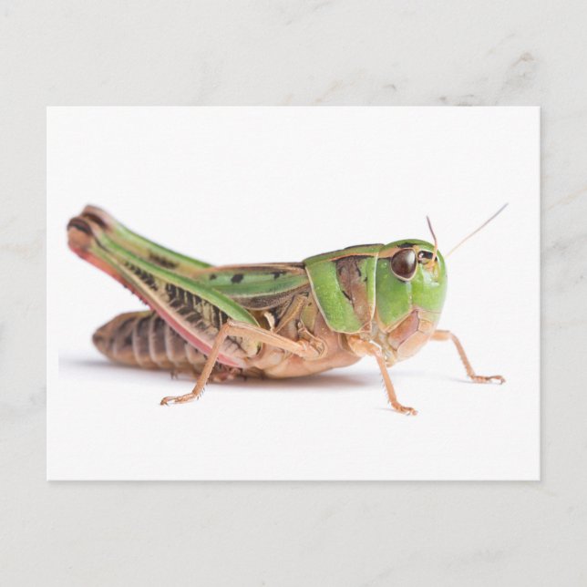 Carte Postale Boopie Grasshopper Closeup Photo (Devant)