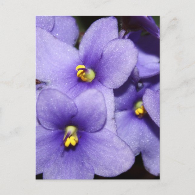 Carte Postale Boquet violet (Devant)