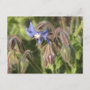 Carte Postale Borago officinalis