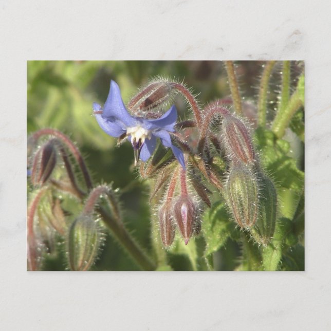 Carte Postale Borago officinalis (Devant)
