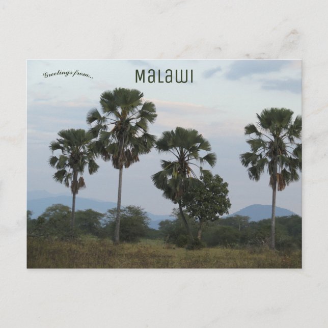 Carte Postale Borassus Aethiopum Palm au camp de Mvuu au Malawi (Devant)