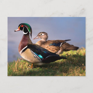 Carte Postale Bord de lac, Canard branchu