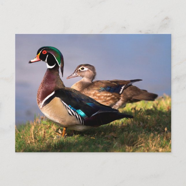 Carte Postale Bord de lac, Canard branchu (Devant)