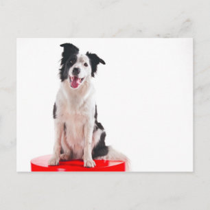 Carte Postale Border collie