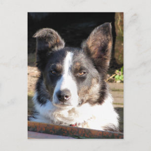 CARTE POSTALE BORDER COLLIE