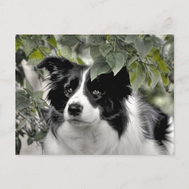 Carte Postale Border Collie Alerte dans les Bois Verts (Devant)