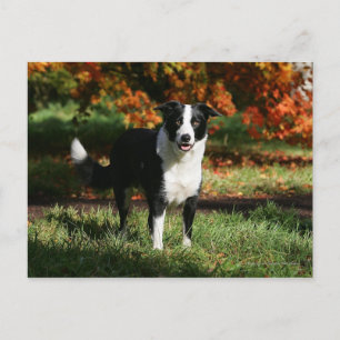 Carte Postale Border Collie Automne Debout