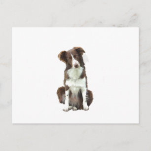 Carte Postale Border Collie (B) - marron et blanc