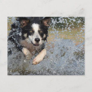 Carte Postale border collie courant dans l'eau
