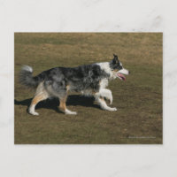 Border Collie en course 1