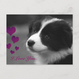 Carte Postale Border Collie, je t'aime