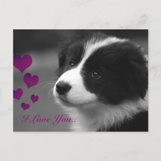 Carte Postale Border Collie, je t'aime (Devant)
