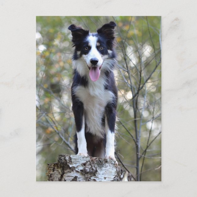 Carte Postale Border Collie Puppy Dog (Devant)