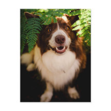 Border Collie Rouge Joyeux Se Cachant Derrière des