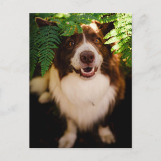 Carte Postale Border Collie Rouge Joyeux Se Cachant Derrière des