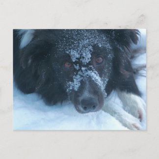 Carte Postale Bordure à face neigeuse Collie mignon chien